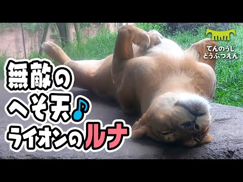 【天王寺動物園】無敵感あふれる余裕の寝相♪🦁💤へそ天お昼寝ライオンのルナ [Tennouji Zoo]  Lion, Luna.