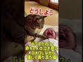 「どうしたの？」赤ちゃんの泣き声にオロオロしながら優しく寄り添う猫 #猫 #猫のいる暮らし #元気になる動画 #adorably #ねこ #cat #子ネコ #癒し #猫のいる生活 #子猫