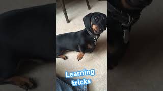 Learning tricks in 2020 #dachshund #minidachshund #sausagedog #weinerdog #bassotto #cutedogs