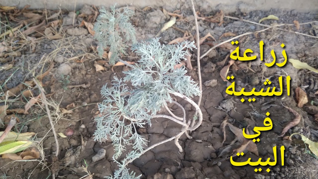 كيفية زراعة الشيبة ( الشويلاء ) بطريقة سهلة وناجحة: إمتى تغرس وإمتى تسقى وباش كتسقى وفين كتزرع ؟