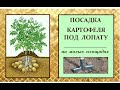 ПОСАДКА КАРТОФЕЛЯ ПОД ЛОПАТУ на малых площадях.