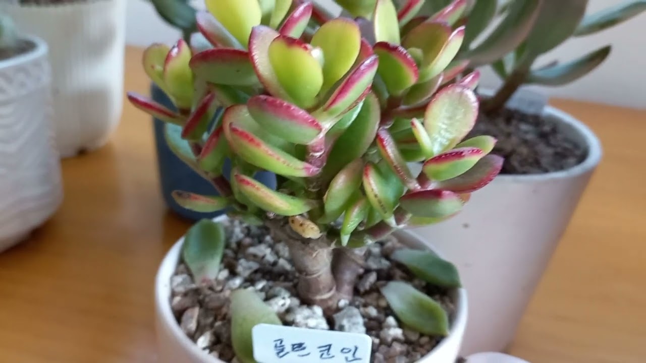 염좌의종류 덕양갈매기 알젠티아금 운둘라타 골드코인 무지개염좌 우주목 호빗 렉스