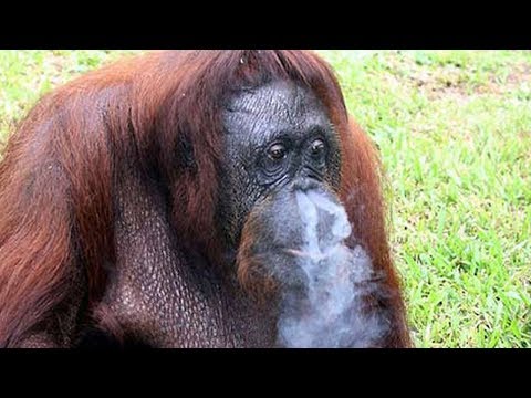 a-smoking-orangutan