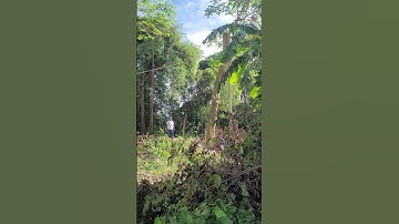 chainswa machine cutting tree #treeremoval #treecutting #nature #chainsawman #video #shorts #wood