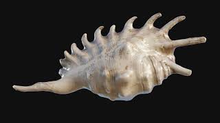 Scanned seashell