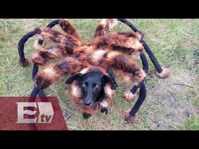 Los 10 videos m&aacute;s populares en YouTube durante 2014, seg&uacute;n Google / Exc&eacute;lsior Informa