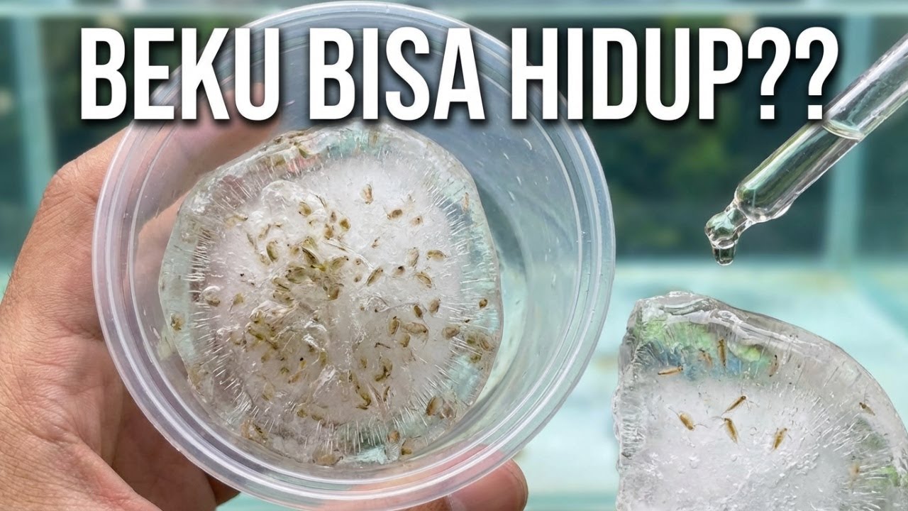 KUTU AIR MOINA SP YANG DI BEKUKAN APA BISA HIDUP LAGI ??