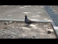 【調査鳩?】足にミドリの物が巻き付かれている【奈良公園】