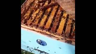 Qəbələ R Məmmədagalı Kəndində Arılarımıza Yaz Baxışını Həyata Keçirərkən .