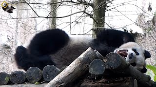 20210103 睡過頭錯過一餐的圓仔，終於起床了 The Giant Panda Yuan Zai