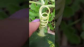 Watermelon woes! From what I’ve read, the tendril going br