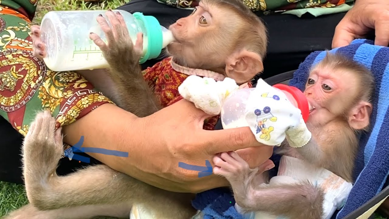 Delicious!! Two baby monkeys, LIORA and TORO, hugging their mother's hand while drinking milk