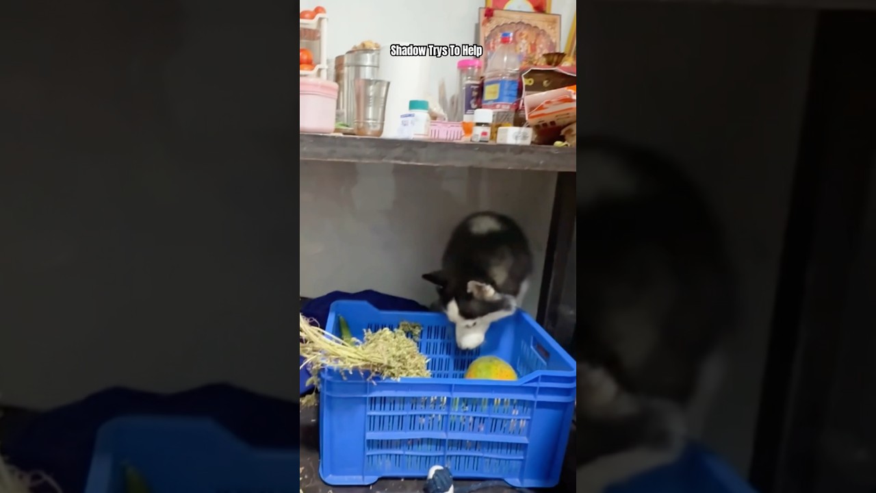 Bruno Hides While Shadow Helps 