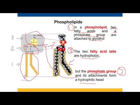Chapter 5 Lipids section 3 - YouTube
