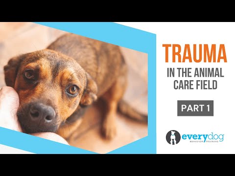Video: Hoe het ASPCA Anti-Cruelty Gedragsteam slachtoffers van trauma's verandert in geweldige huisdieren