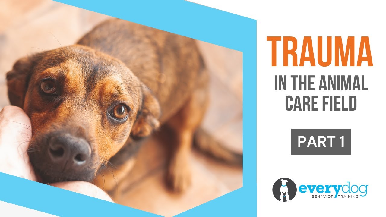 Understanding Trauma (for Animal Care Workers) YouTube