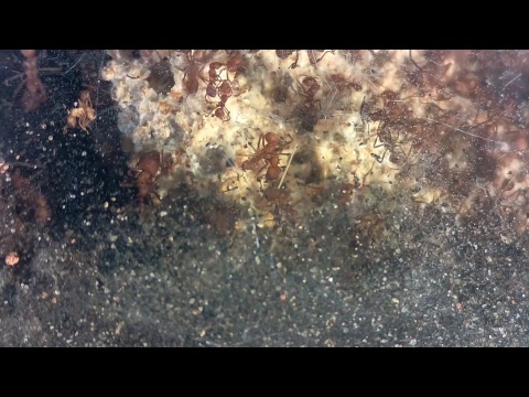 The Antman Live Stream
