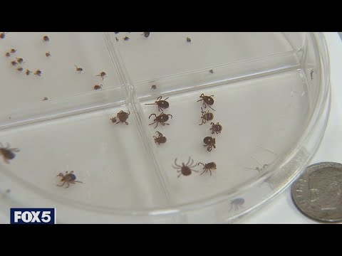 Why Are There So Many Ticks On Long Island