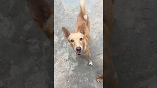Dog ki pyari aur mastibhari harkatein#ViralShorts #CutePets #DogsOfInstagram #AnimalLover#trending