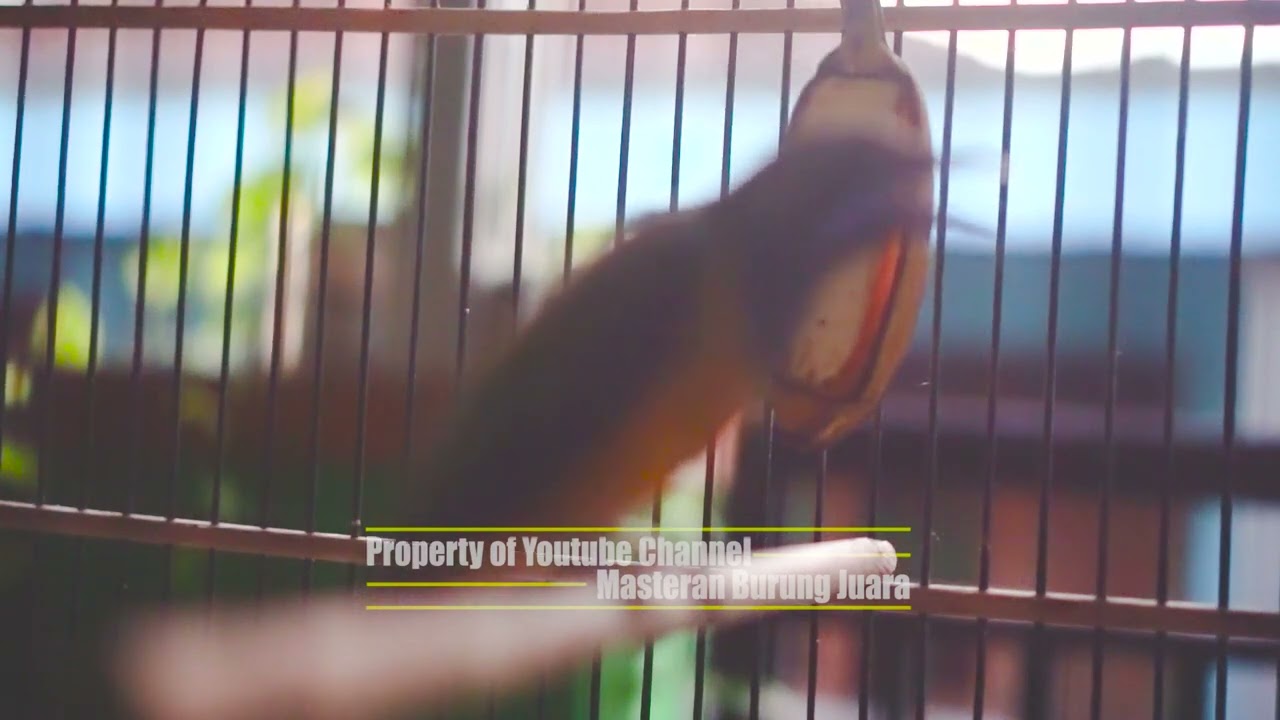 Masteran Cucak Cungkok Gacor Full Tembakan Sangar Mewah Cocok Untuk Materi Masteran Burung