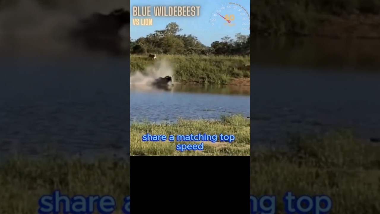 Wildebeest vs Lion 🐃 Speed Isn’t Enough… This Is How They Really Escape