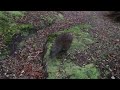 Middle of video