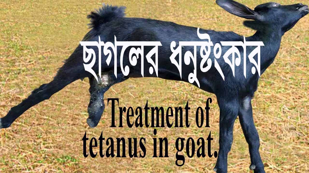 ছাগলের ধনুস্টংকার/ছাগলের রোগ/Treatment of tetanus in goat/goat/goat