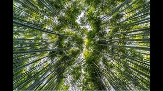 Reforestation as a natural climate solution - Susan Cook Patton