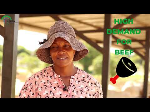 Macaash Feedlot: Transforming Kenya's Beef Value Chain Through Commercial Bull Fattening