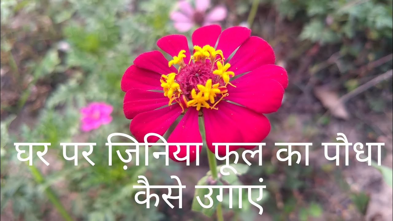 घर पर ज़िनिया फूल का पौधा कैसे उगाएं (How To Grow Zinnia Flower At Home ) YouTube