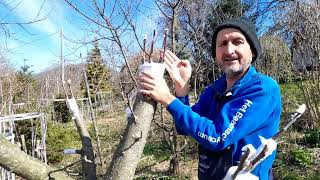 Se Pot Altoi Si Ramuri De Grosime Mare