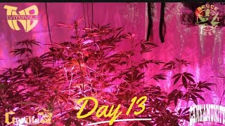 Green Dragon Dispensary Clones - Day 13 of flower 