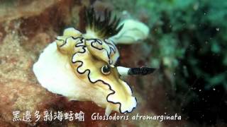 七彩海蛞蝓－多彩海牛科