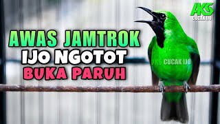 Awas Jamtrok  Pancingan Cucak Ijo Ngotot Buka Paruh Cocok Buat Naikkan Emosi Ijo Lain Cepat On