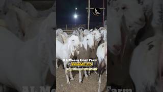Al meem goat farm sojat 590 rs kg Offline