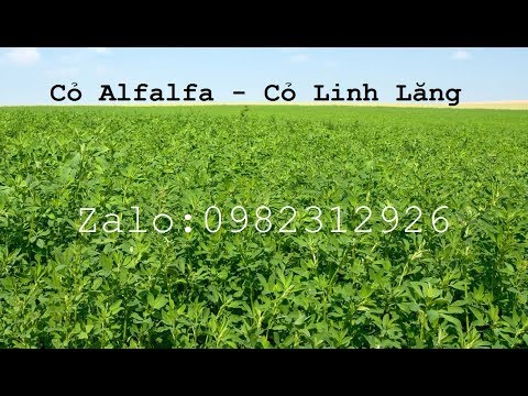 Cỏ Alfalfa - Cỏ Linh Lăng trồng thử nghiệm ở Việt Nam P.1