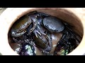 Survival skills: Find crabs fried with peppers on clay for food - Cooking crab eating delicious