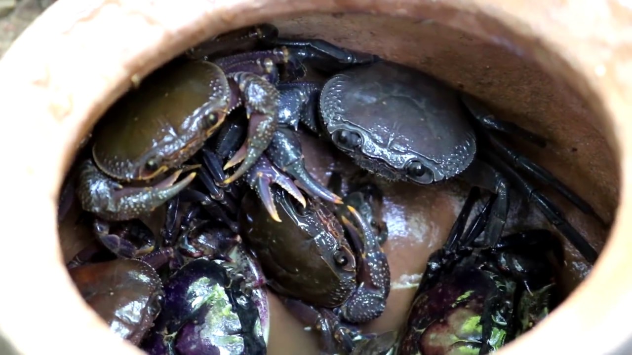 life skills list Survival skills: Find crabs fried with peppers on clay for food - Cooking crab eating delicious