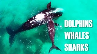Dolphins, whales and white sharks