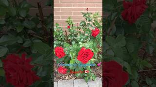 Summer in my garden #summer #flowers #canada #torontolife #viral #viralreels #viralshort