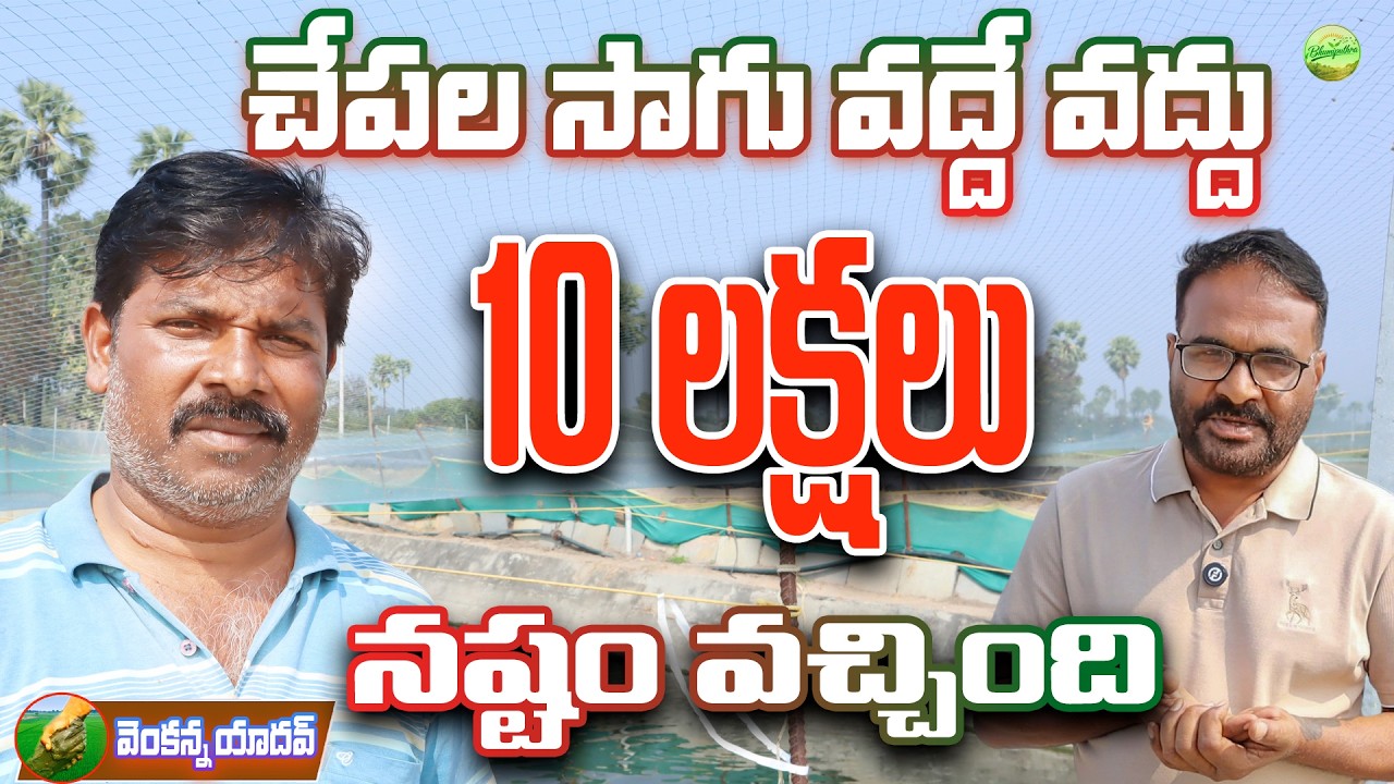 కొర్రమీను సాగుతో 10 లక్షల నష్టం | murrel fish farming | bhumiputhra telugu