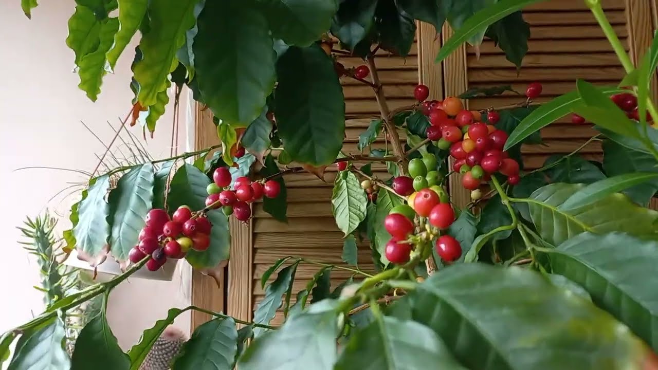 6.03.2026 р.Гаряча пора😜пересадка,перевалка😉скоро цвітіння гіпеаструмів.