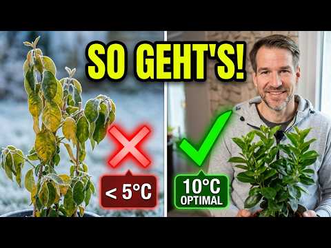 How to Properly Overwinter Dipladenia and What You Absolutely Must Watch Out For!