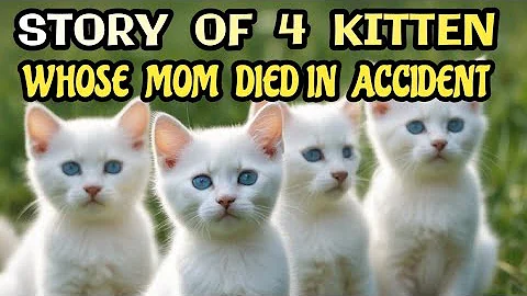 Watch the video about STORY of 4 KITTEN whose Mom died in accident | kitten | cats