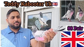 88 Pigeon Teddy Numbers Uk Ch Waly Teddy Kabootar England Blind Teddy