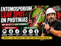Red Tip Photinia Fungus Problems | Prevention and Management
