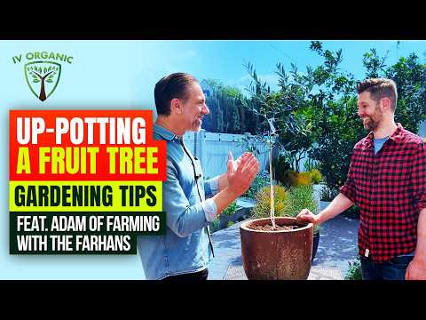 Potting A Fruit Tree Gardening Tips With Adam @farmingwiththefarahans9293