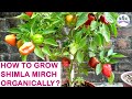 How to grow Shimla Mirch/ Capsicum/ Bell Pepper organically?