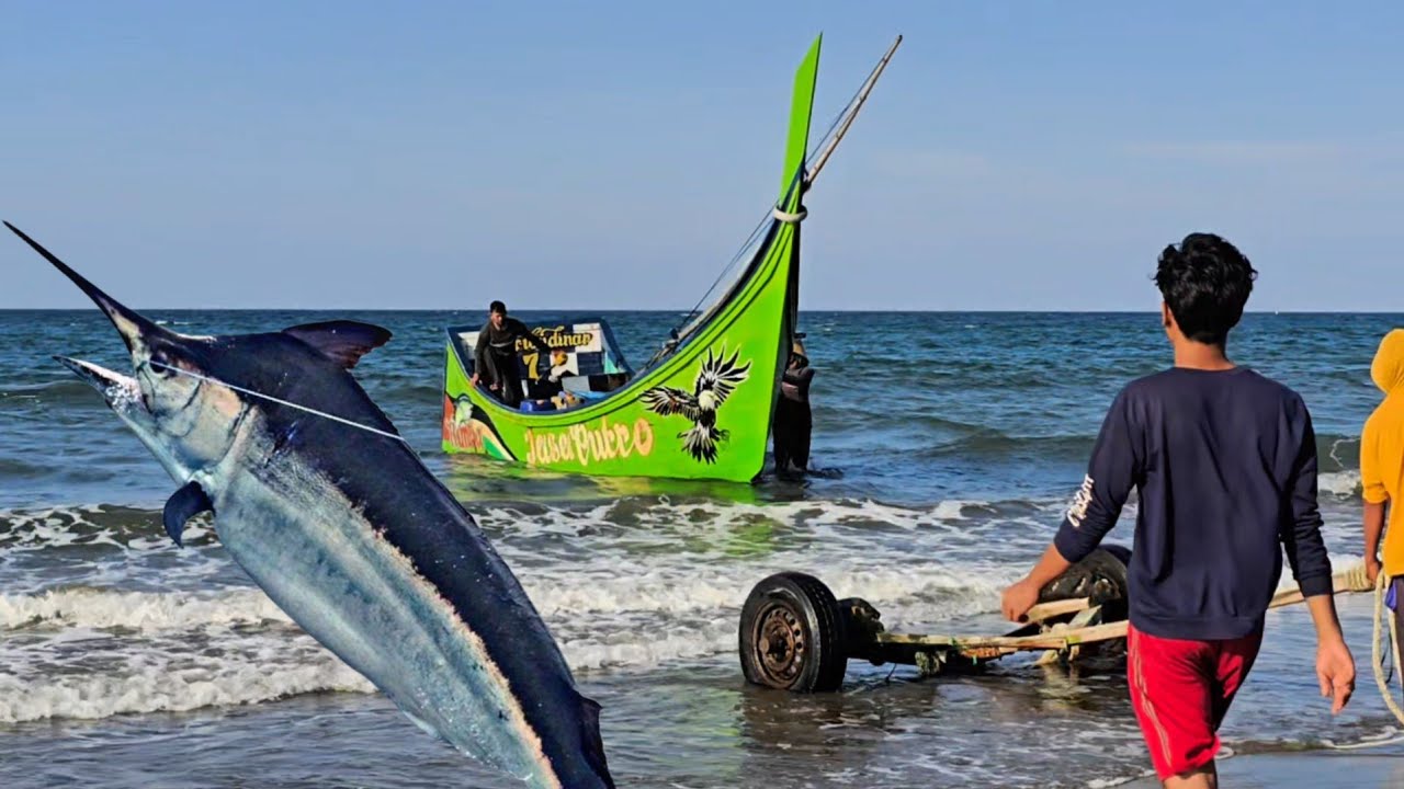 Wow Amazing Fishing Boat Landing Catches Big Black Marlin
