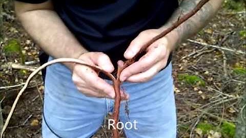 How to split spruce root  for cordage